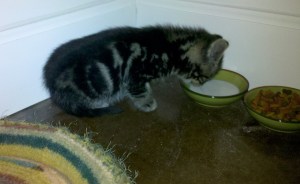 2010-05-22 16.42.30 crop