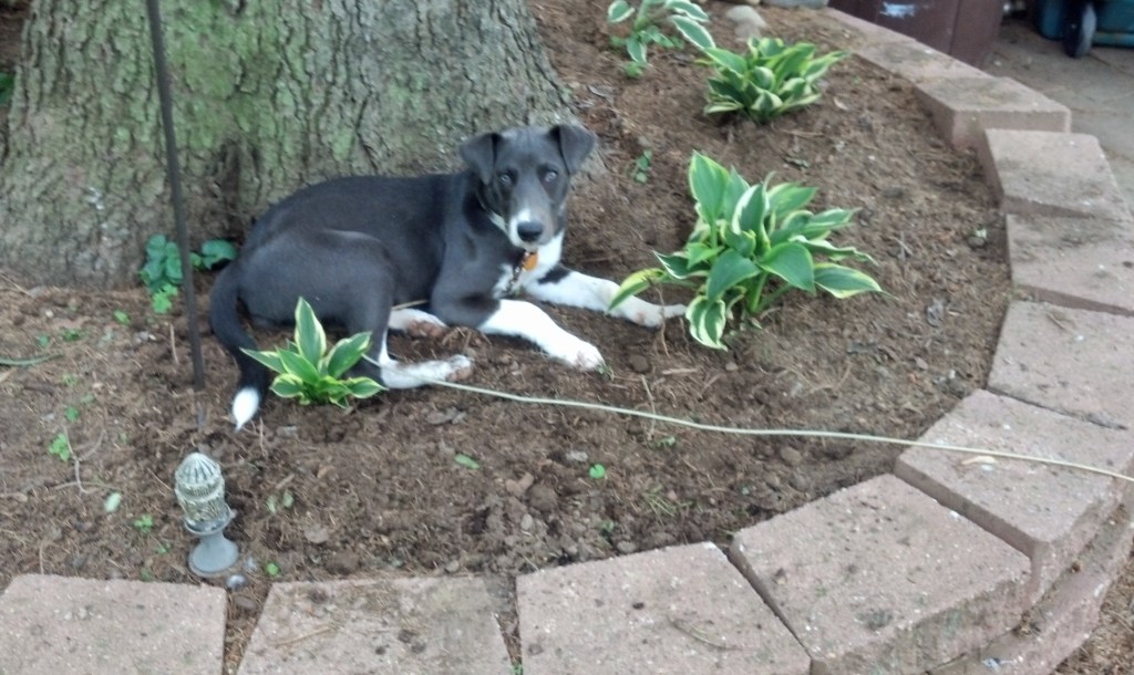 IMG_20140608_153321_436