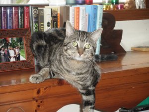 OLYMPUS DIGITAL CAMERA