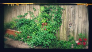 IMG_20140802_192923_320-EFFECTS